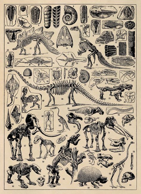 Fossil Poster, Old Paleontology Chart, Animal Skeleton Diagram, Vintage Style Illustration Print, 3 Color Options AM51 Plate Illustration, Dinosaur Skeletons, Animal Skeleton, Vintage Dinosaur, Dinosaur Bones, Dinosaur Art, Prehistoric Animals, Art Antique, Dinosaurs