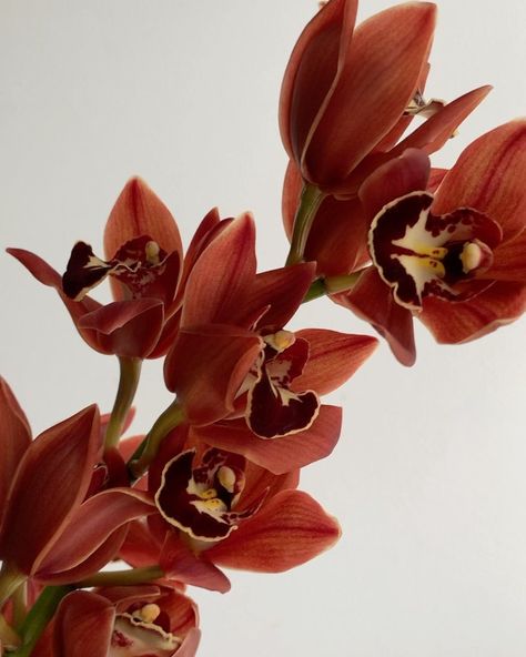 Potomac Floral Wholesale on Instagram: “Sleek and sultry brown mini cymbidiums are a great choice for fall. (Code: CYMBRMIN) . . . #orchid #orchids #orchidsofinstagram…” Sultry Wedding, Brown Orchid, Big Garden, Wedding Inspo, Wedding Decor, Eden, Florist, Sofia, Orchids