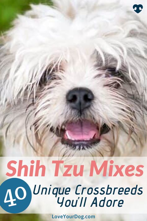 Shih Tzu Mix Breeds, Yorkie Shih Tzu Mix, Pomeranian Mix Puppies, Small Mixed Breed Dogs, Shitzu Mix, Shih Tzu Poodle Mix, Shih Tzu Breeders, Terrier Mix Breeds, Shih Tzu Poodle