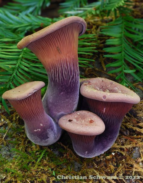 Gilled polypores are underrated Mushroom Identification, Mushroom Plant, Lichen Moss, Mushroom Pictures, Slime Mould, Mushroom Fairy, Santa Cruz California, Mushroom Fungi, Unusual Plants