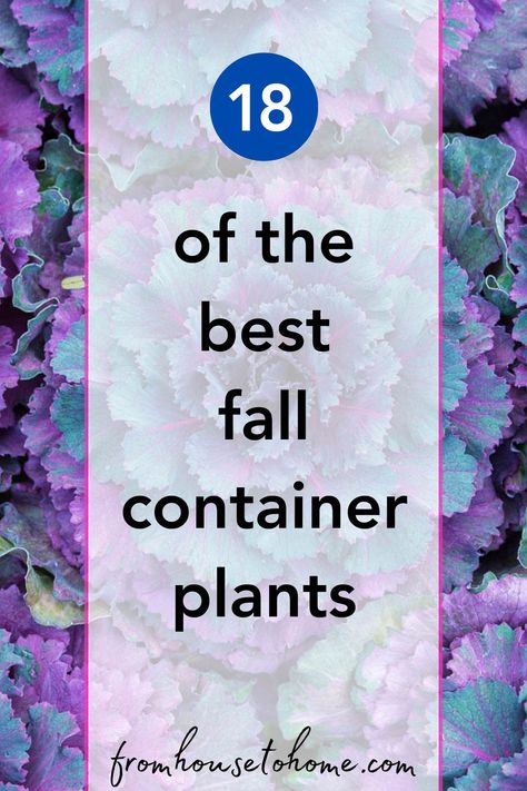 18 Of The Best Fall Container Plants | Container Gardening Autumn Planters, Fall Container Plants, Liriope Muscari, Container Garden Ideas, Fall Container Gardens, Spring Planter, Plant Containers, Ornamental Kale, Fall Containers