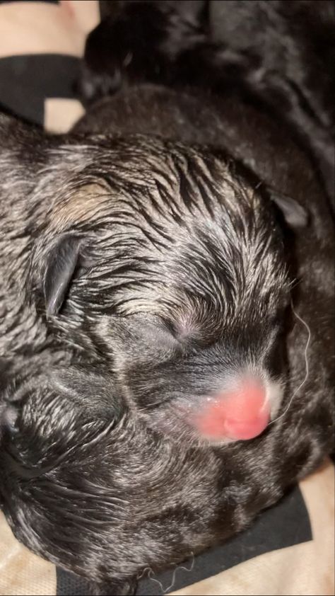 #nose #puppies #animals #birthday #lovely Newborn Puppy, Newborn Puppies, Animals Birthday, Fur Babies, Puppies, Dogs, Birthday, Animals, Instagram