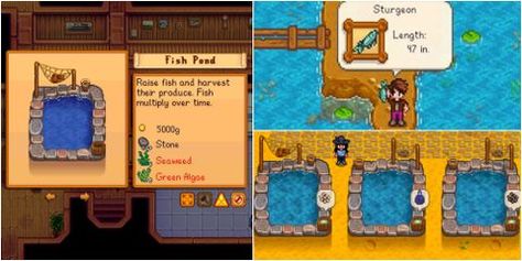 Stardew Valley's fish ponds offer a whole new way to raise animals and get items. Here's everything you need to know. Stardew Fish, Fishing Stardew Valley, 7 Fishes, Caviar Recipes, Fish Breeding, Walleye Fishing, All Fish, One Fish, Types Of Fish