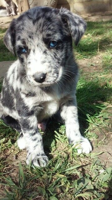 Rosco aussie and lab mix Australian Shepherd Red Tri, Lab Mix Puppies, Australian Shepherd Puppies, Really Cute Puppies, Aussie Dogs, Kitten Love, Pretty Dogs, Blue Merle, Pitbull Puppies