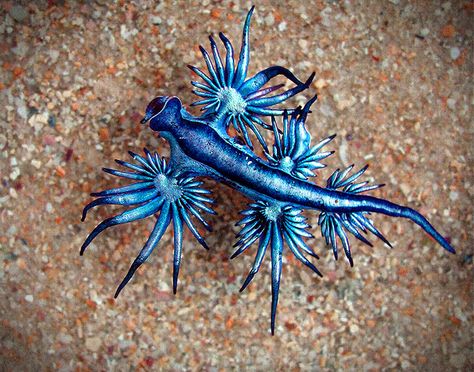 BLUE SEA SLUG - also known as the Blue Ocean Slug, Blue Glaucus, Sea Swallow, Sea Lizard and Sea Dragon, not to mention Glaucus atlanticus. This creature floats using surface tension and a sac of gas in its stomach.  The tips of the tendrils are armed with nematocysts, the specialised stinging cells that can only be found on cnidarians. But the Blue Sea Slug isn't a cnidarian ! Venezuelan Poodle Moth, Blue Sea Slug, Poodle Moth, Glaucus Atlanticus, Bizarre Animals, Sea Slug, Beautiful Sea Creatures, Sea Dragon, Underwater Creatures