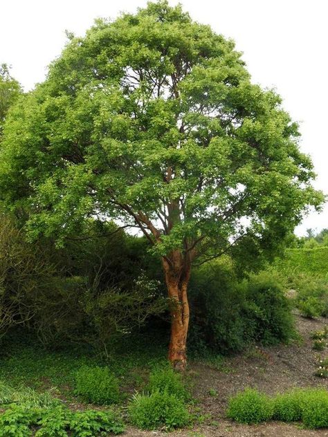 Acer griseum - Paper bark Maple 20-30' tall x 15-25' wide Ornamental Trees, Diy Landscaping, Maple Tree, Small Trees, Flowering Trees, Trees To Plant, St Louis, Tree Trunk, Trees