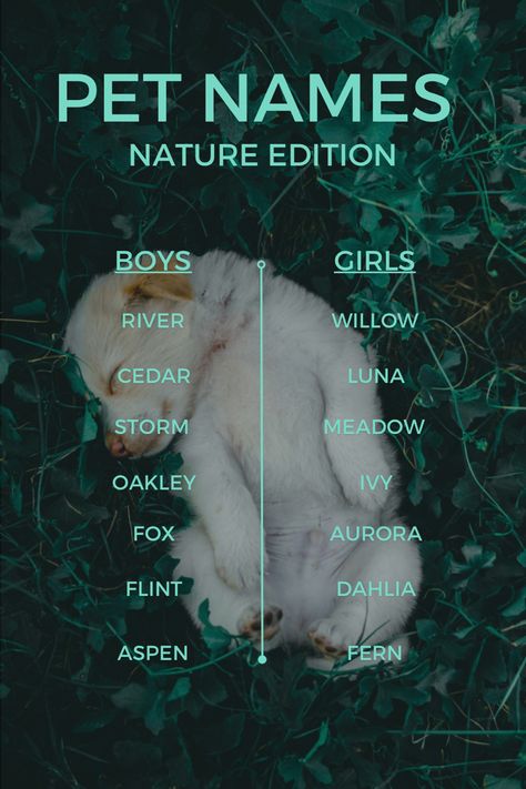 Nature Theme Pet Names Dog Names Disney, Names Nature, Cute Animal Names, Sims Names, Ranch House Decor, Animal Names, Meaningful Names, Cute Images With Quotes, Puppy Names