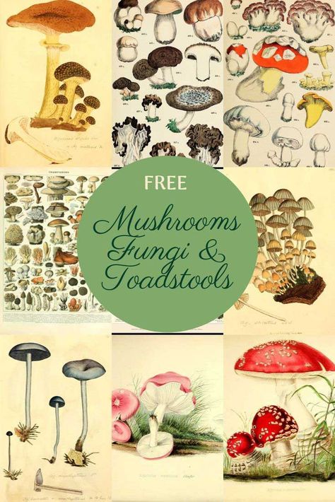 A fabulous collection of vintage copyright-free mushroom charts and mushroom illustrations. These fungi and toadstools would look great in any kitchen. #mushrooms #toadstools James Sowerby, Mushroom Drawings, Mushroom Prints, Mushroom Illustrations, Fungi Illustration, Mushroom Poster, Mushroom Drawing, Free Vintage Printables, Journal Stuff