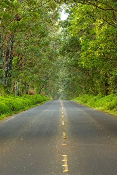 With a rental car shortage affecting visitors on all islands, Kauaʻi has launched a new website to provide travelers with eco-conscious alternatives. #havealohawilltravel #hawaii #traveltrips #kauai #kauaitravel #travel #napalicoast #ecofriendly #carrental #hawaiianislands Kauai Tree Tunnel, Kauai Activities, Things To Do In Kauai, Kauai Travel, Hawaii Magazine, Traveling Family, Majestic Tree, Kauai Vacation, Tree Tunnel