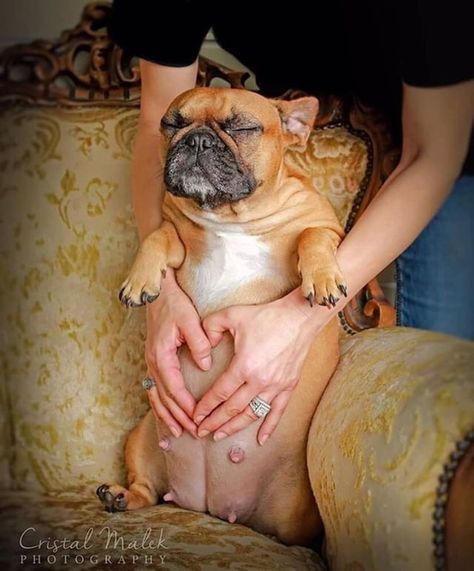 This Photographer Did a Maternity Shoot With French Bulldogs | POPSUGAR Pets France Bulldog, Whelping Puppies, Dog Pregnancy, Litter Of Puppies, Puppy Photography, Pregnant Dog, Bulldog Mom, Dog Photoshoot, Couple Pose