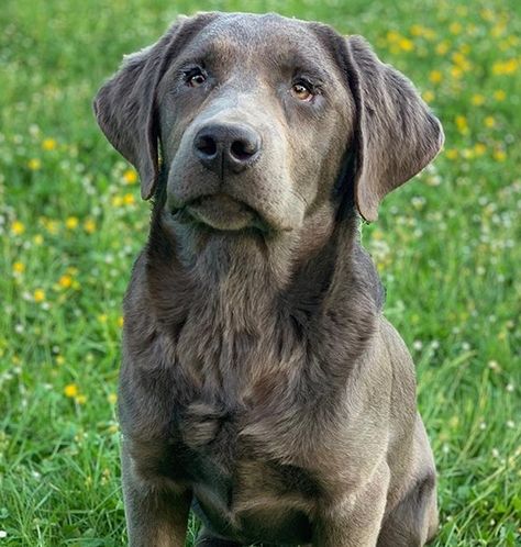 100 Unique Silver Labrador Dog Names | PetPress Silver Labs Dogs, Silver Labs Puppies, Cap Hatfield, Silver Labrador Puppies, Grey Labrador, Charcoal Lab Puppies, Charcoal Labrador, Dog Drawing Reference, Silver Lab Puppies