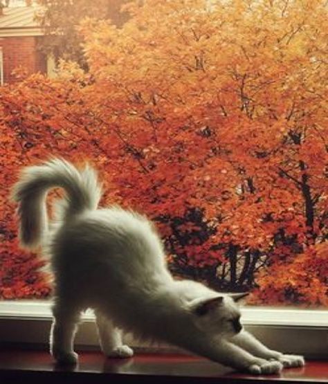 Fall Cats, Cat Stretching, Cat Yoga, Image Chat, Söt Katt, Crazy Cat Lady, Beautiful Cats, Halloween Cat, Cat Photo