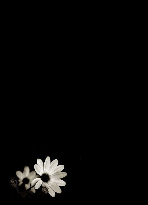 Black Background Wallpaper, Black Phone Wallpaper, Wallpaper Space, Flower Phone Wallpaper, Tumblr Wallpaper, Photography Wallpaper, Dark Photography, Flower Backgrounds, Dark Wallpaper