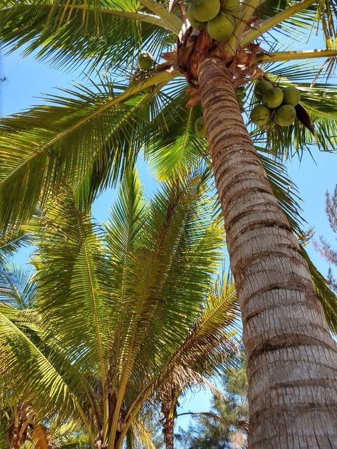 Fiji Hotels, Aesthetic Coconut, Island Aesthetic, Beach Hippie, Palm Trees Beach, Water Sea, Lake Beach, Tropical Tree, Beach Water