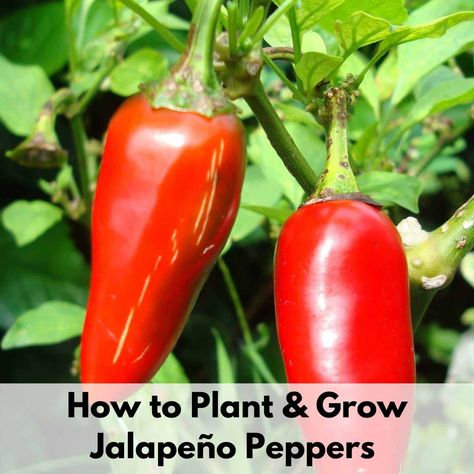 Growing Jalapeño Peppers - How to Plant and Grow Jalapeños from Seed - Together Time Family Growing Bell Peppers, Growing Peppers, Pots Garden, Jalapeno Peppers, Ghost Peppers, Habanero Peppers, Pepper Plants, Healthy Food Delivery, Onion Soup Mix