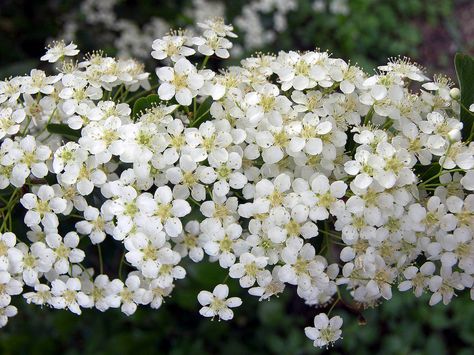 Angelica Flower, White Angelica, Chinese Evergreen, Paint Photography, Fragrant Plant, Flower Meanings, Flower Care, Flower Names, The Secret Book