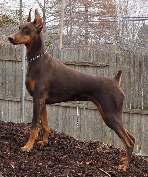 Red Beauty Small Dog Print Tattoo, Doberman Pinscher Aesthetic, Small Dog Tattoo, American Doberman, Red Doberman Pinscher, Red Doberman, Big Dogs Breeds, Biggest Dog In The World, European Doberman