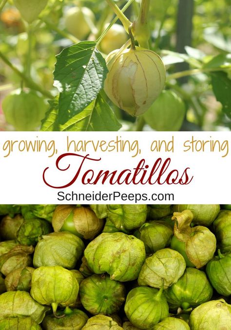 Growing Tomatillos, Tomatillo Plant, Lasagna Gardening, Tomatillo Salsa, Potager Garden, Backyard Vegetable Gardens, Healthy Lawn, Growing Strawberries, Home Vegetable Garden