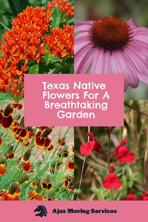 Looking to add some local flair to your garden? Check out these native Texas flowers that are perfect for any green thumb. From the state's official flower, the bluebonnet, to the beautiful black-eyed Susan, you'll find the perfect addition to your garden right here in Texas. Texas Butterfly Garden Native Plants, Butterfly Garden Texas, Texas Native Plants Landscaping, Drought Tolerant Landscape Front Yard, Garden Bushes, Texas Gardens, Texas Flowers, Native Landscaping, Native Plant Landscape