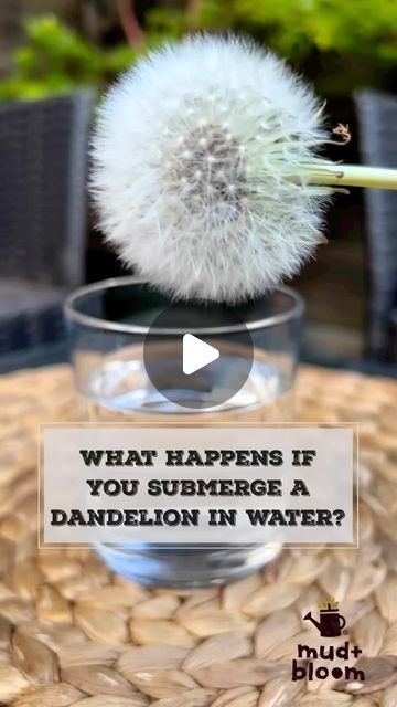 Mud & Bloom on Instagram: "What happens if you submerge a dandelion in water? 💧

Watch and find out! This a great little experiment for children to do. Aren’t dandelions amazing? 

Filmed by @denisekhope 

#dandelion #dandelionclock #natureisamazing #exploringnaturewithchildren #mudandbloom" Dandelion Experiments, Water Watch, Dandelion Clock, A Dandelion, Lab Rats, Things To Do With Kids, In Water, Rats, Fun Things