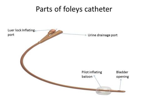 foley's catheter Foley Catheter Nursing, Haldi Tray, Urinary Catheterization, Lpn Student, Catheter Insertion, Foley Catheter, Animal Clinic, Surgical Nursing, Nurse Art