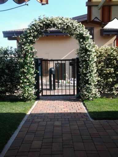 Jasmine Archway, Jasmine Arch, Trellis Arch, Yard Entrance, Iron Trellis, Court Yard, Fence Doors, Star Jasmine, Patio Inspiration