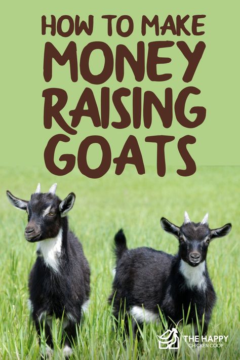 Learn how to make money raising goats. Check out these top 13 ideas for making money with goats and how to start raising goats for profit Keeping Goats, Goat Health, Farming Ideas, Feeding Goats, Goat Herding, Goat Care, Dog Remedies, Goat Kidding, Raising Goats