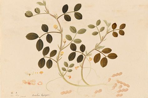 Plant of the Month: Peanut - JSTOR Daily Peanut Flower Tattoo, Peanut Plant, Moche Civilization, Peanut Snacks, Middle Passage, Franciscan Friar, Indigenous Knowledge, Kitchen Plants, Toasted Bread