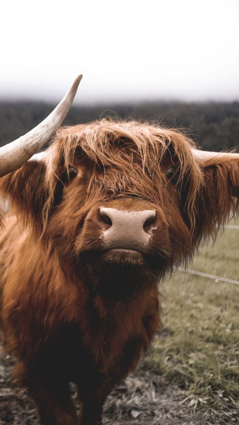 Highland Cow Aesthetic Wallpaper, Highland Cow Wallpaper Iphone, Cow Iphone Wallpaper, Cowboy Animals, Highland Cow Wallpaper, Cow Wallpapers, Cow Pics, Western Wallpapers, Long Haired Cows