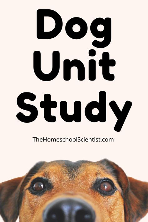 Spider Unit Study, Frog Unit Study, Trains Preschool, Dog Science, Fun Facts About Dogs, Unit Studies Homeschool, First Grade Science, Unit Studies, Dog Facts