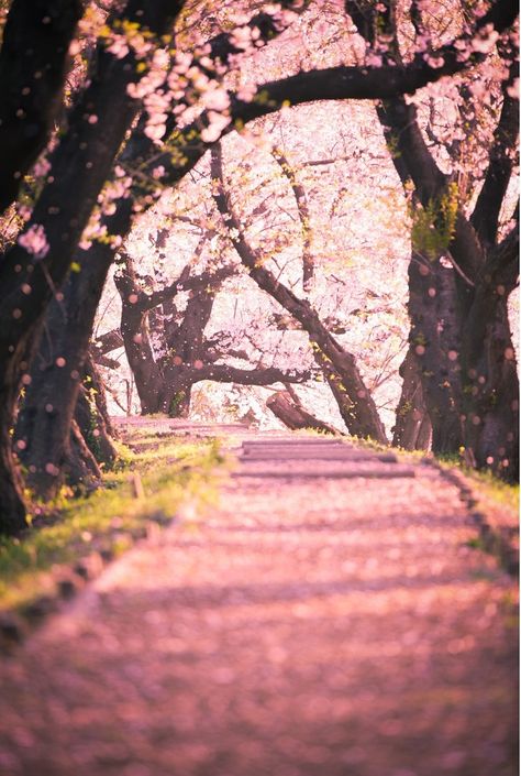 cherry blossom leaves falling Leaves Falling From Trees, Cherry Blossoms Falling, Falling Cherry Blossoms, Sakura Wallpaper, Kamisato Ayato, Class Inspiration, California Outdoor, Leaves Falling, Nature Picture