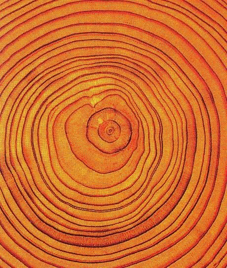 tree ring - Soyut Sanat Tabloları, Tree Rings, Orange You Glad, Orange Aesthetic, Trending Pins, Orange Crush, Orange Is The New Black, Patterns In Nature, Shades Of Orange