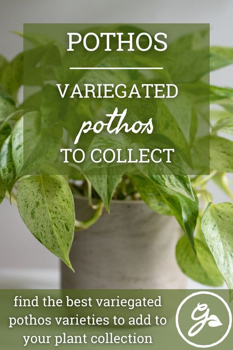 Variegated Pothos, Fast Growing Vines, Types Of Houseplants, Snowy Morning, Growing Vines, Golden Pothos, Irregular Patterns, Pothos Plant, Golden Pattern