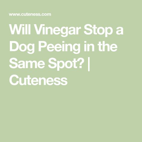 Will Vinegar Stop a Dog Peeing in the Same Spot? | Cuteness Dog Pee, What To Use, Older Dogs, Dogs Pooping, Swing Set, Affiliate Links, A Dog, Vinegar, Puppies