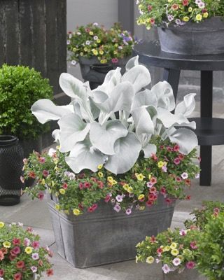 Senecio Angel Wings on patio Angel Wings Plant, Senecio Angel Wings, Planter Designs, Angel Plant, Silver Plant, Plant Benefits, Patio Pots, Container Gardening Flowers, Growing Succulents