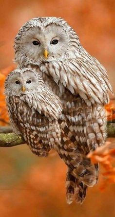 Untitled Owl Species, Owl Photography, Owl Photos, Baby Owl, Owl Pictures, Beautiful Owl, Animale Rare, Owl Bird, Baby Owls