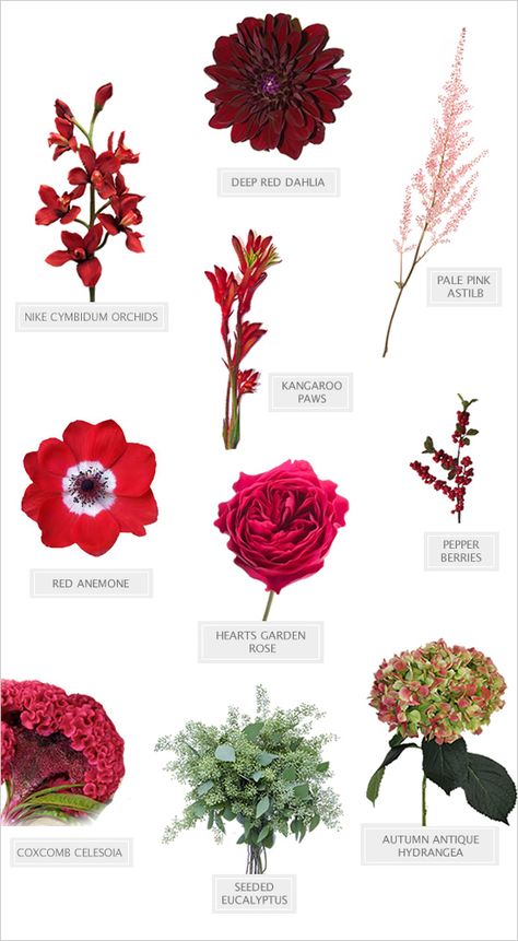 fall wedding bouquet diy recipe #bouquet #diybouquet #weddingchicks http://www.weddingchicks.com/2014/03/06/red-wedding-bouquet/ Flower Descriptions, Flowers And Their Names, Bouquet Recipe, Fall Wedding Bouquet, Floristry Design, Single Flowers, Flower Chart, Flower Identification, Red Bouquet Wedding