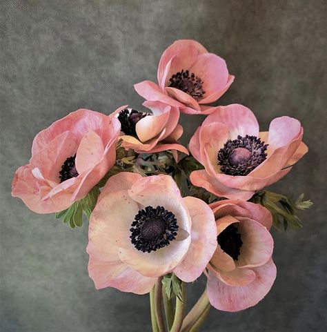 Pink and black anemone flower blooms Black Anemone, Anemone Flowers, Chevy Chase, Cut Flower Garden, Anemone Flower, Floral Photography, Deco Floral, Wedding Florals, Arte Floral