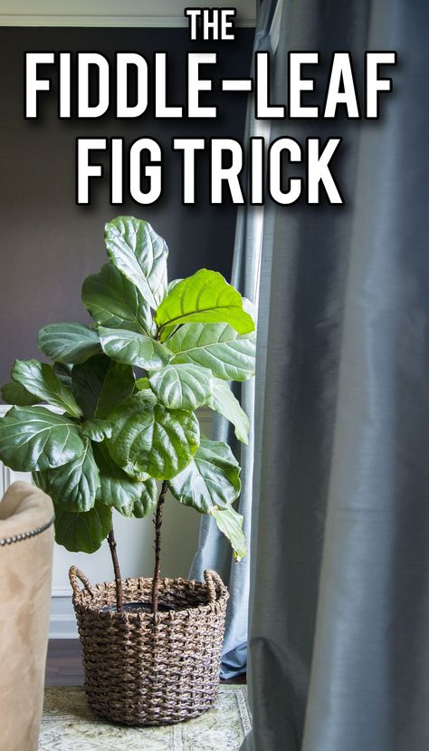 The fiddle leaf fig trick: how to keep your tree strong and healthy Fiddle Faddle, Fiddle Leaf Fig Care, Fiddle Leaf Tree, Fig Plant, Decorative Plants, Fiddle Fig, Thrifty Thursday, Fiddle Leaf Fig Tree, Ficus Lyrata