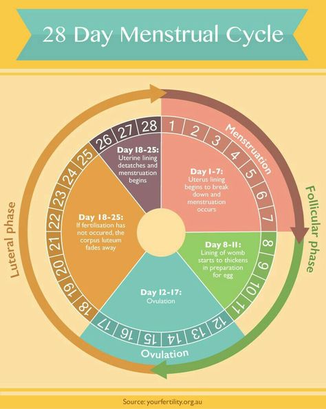 Menstrual Cycle Chart, Menstrual Cycle Phases, Menstruation Cycle, Period Cycle, Healthy Period, Corpus Luteum, دورة شهرية, Menstrual Health, Feminine Health