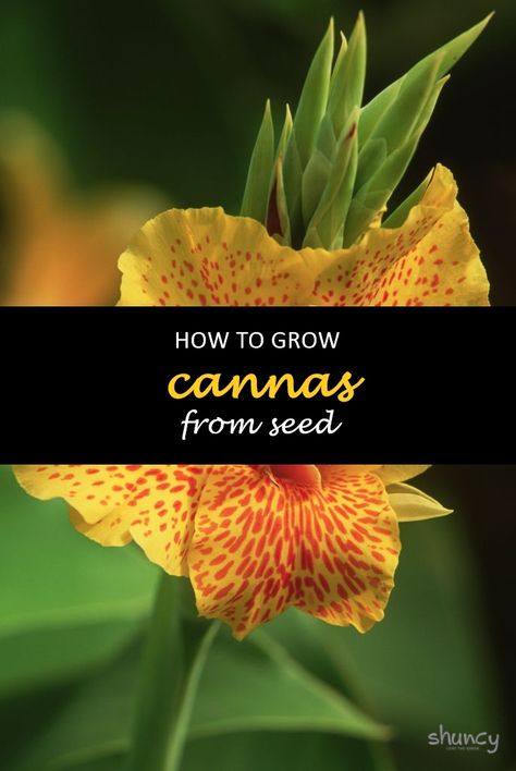 Canna lilies are a beautiful addition to any garden. They are perennial flowers that can be planted in the spring and will grow for years. There is no need to buy them at the store when you can grow your own from seed. To learn how, please read below. #shuncy #shuncygarden #lovethegreen #howtogrow #flower #cannas Canna Lily Seeds, Cana Lily, Canna Lilies, Lily Seeds, Canna Lily, Compost Tea, Perennial Flowers, Organic Compost, Soil Layers