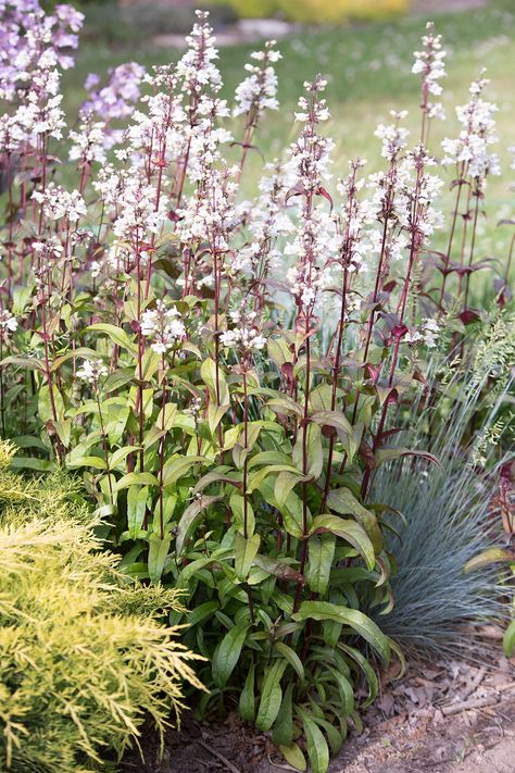 Penstemon digitalis 'Husker Red' | Stonehouse Nursery Husker Red Penstemon, Penstemon Husker Red, Pool Hedge, Firecracker Penstemon, Penstemon Digitalis, Garden Shapes, Spooky Garden, Magnolia Garden, Plant Library