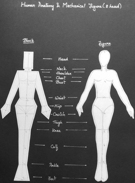 8 head croquis 8 Head Theory Illustration, 8 Head Croquis, Head Croquis, Theory Fashion, Figure Drawing Tutorial, Fashion Figure, Fashion Figure Drawing, Fashion Figures, Figure 8