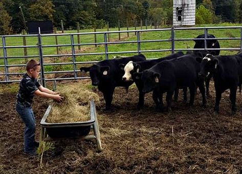 Mini Hereford, Homestead Livestock, Alaska Homestead, Homestead Inspiration, Dexter Cattle, Miniature Cattle, Sustainable Farm, Miniature Cows, Raising Pigs