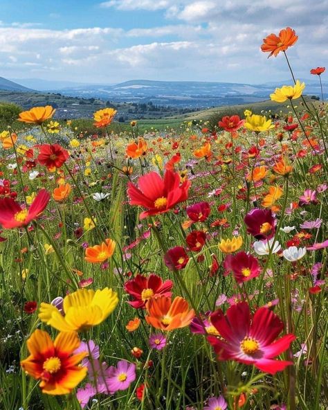 Cosmos Flowers Garden, Sunset Landscape Photography, Icelandic Poppies, Cosmos Flowers, Cute Fall Wallpaper, Country Scenes, Floral Photography, Sunset Landscape, Backyard Garden Design