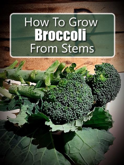 Growing Broccoli From Scraps, Regrow Broccoli From Scraps, Plants From Scraps, How To Grow Broccoli, Green Kingdom, Homestead Garden Layout, Fall Vegetable Garden, Grow Broccoli, Homestead Lifestyle