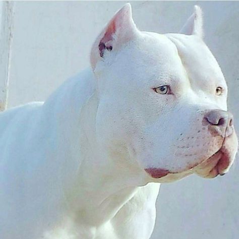 White Pitbull, German Dog Breeds, Bully Breeds Dogs, Dog Pitbull, Albino Animals, Bully Dog, Rottweiler Puppies, Rottweiler Dog, Pitbull Puppies