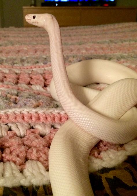 Ms. Fluffy Pants Blu Ball Python Blue Eyed Lucy Leucistic Fluffy Pants, Snake Farm, Lucy Ball, Scary Snakes, Reptile Room, Ball Pythons, Cute Reptiles, Cute Snake, Reptile Snakes