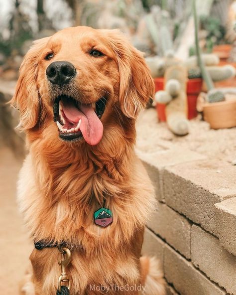 A Golden Retriever, Golden Retrievers, Golden Retriever, Dogs, Wall, Animals