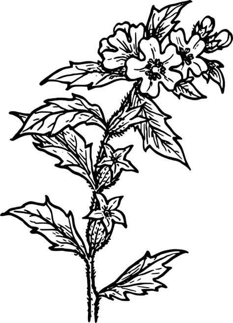 Herb Nature Plant · Free vector graphic ... Deadly Plants, Poison Garden, Holy Symbol, Engraving Tattoo, Insect Tattoo, Poisonous Plants, Botanical Tattoo, Nature Plants, Free Coloring Pages